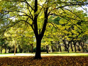 Autunno Al Parco Primo Maggio